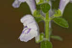 Hairy skullcap